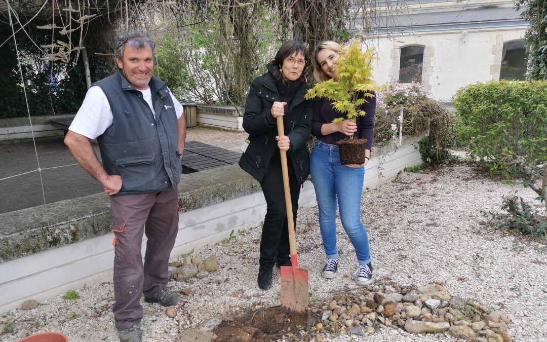 Plantation d’un érable japonais dans l’enceinte du lycée